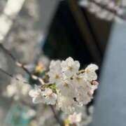ヒメ日記 2026/04/27 02:51 投稿 華乃くるみ やみつきエステ千葉栄町店