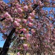 ヒメ日記 2025/04/16 13:45 投稿 るか バイオレンス