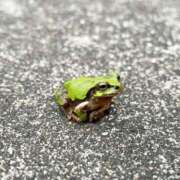 ヒメ日記 2025/04/15 09:09 投稿 みう　黒髪スレンダー美女 よかろうもん下関本店