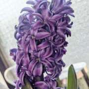 ヒメ日記 2025/03/26 20:31 投稿 しおん BEYOND SPA 五反田店