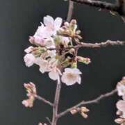 ヒメ日記 2025/03/28 01:09 投稿 しおん BEYOND SPA 五反田店