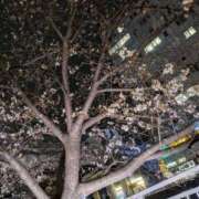 ヒメ日記 2025/03/31 20:09 投稿 しおん BEYOND SPA 五反田店