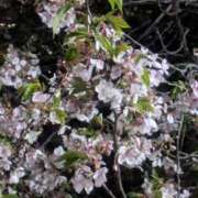 ヒメ日記 2025/04/17 08:29 投稿 しおん BEYOND SPA 五反田店