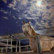 ヒメ日記 2025/11/26 02:21 投稿 まつり 熟女の風俗最終章 本厚木店