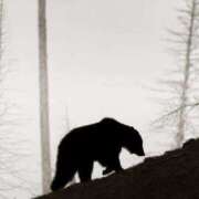 ヒメ日記 2025/12/09 10:55 投稿 まつり 熟女の風俗最終章 本厚木店