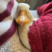 ヒメ日記 2025/12/24 00:41 投稿 まつり 熟女の風俗最終章 本厚木店