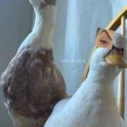 ヒメ日記 2025/12/25 10:31 投稿 まつり 熟女の風俗最終章 本厚木店