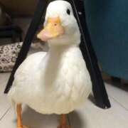 ヒメ日記 2025/12/25 23:59 投稿 まつり 熟女の風俗最終章 本厚木店