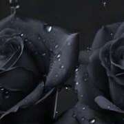 ヒメ日記 2025/12/26 19:08 投稿 まつり 熟女の風俗最終章 本厚木店