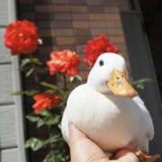 ヒメ日記 2025/12/27 13:51 投稿 まつり 熟女の風俗最終章 本厚木店