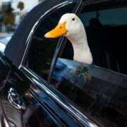 ヒメ日記 2026/01/08 14:32 投稿 まつり 熟女の風俗最終章 本厚木店