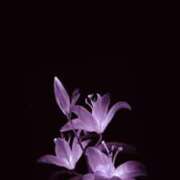 ヒメ日記 2026/01/14 01:31 投稿 まつり 熟女の風俗最終章 本厚木店