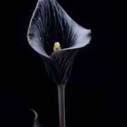 ヒメ日記 2026/01/15 17:32 投稿 まつり 熟女の風俗最終章 本厚木店