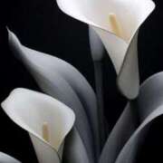 ヒメ日記 2026/01/15 20:12 投稿 まつり 熟女の風俗最終章 本厚木店