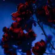 ヒメ日記 2026/01/17 00:11 投稿 まつり 熟女の風俗最終章 本厚木店