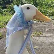 ヒメ日記 2026/01/17 15:32 投稿 まつり 熟女の風俗最終章 本厚木店