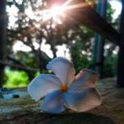 ヒメ日記 2026/01/17 15:51 投稿 まつり 熟女の風俗最終章 本厚木店