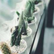 ヒメ日記 2026/01/18 11:31 投稿 まつり 熟女の風俗最終章 本厚木店