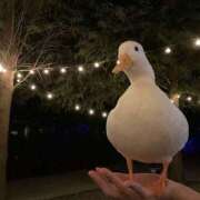 ヒメ日記 2026/01/21 23:31 投稿 まつり 熟女の風俗最終章 本厚木店