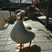 ヒメ日記 2026/01/22 10:32 投稿 まつり 熟女の風俗最終章 本厚木店