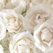 ヒメ日記 2026/01/25 00:31 投稿 まつり 熟女の風俗最終章 本厚木店