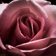 ヒメ日記 2026/01/25 01:41 投稿 まつり 熟女の風俗最終章 本厚木店