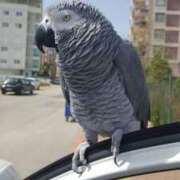 ヒメ日記 2026/01/28 09:41 投稿 まつり 熟女の風俗最終章 本厚木店