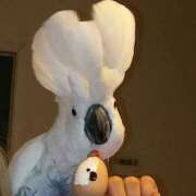 ヒメ日記 2026/01/28 13:22 投稿 まつり 熟女の風俗最終章 本厚木店