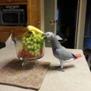 ヒメ日記 2026/01/30 01:02 投稿 まつり 熟女の風俗最終章 本厚木店