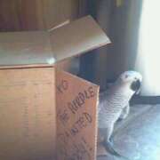 ヒメ日記 2026/01/30 11:31 投稿 まつり 熟女の風俗最終章 本厚木店