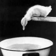 ヒメ日記 2026/01/30 18:41 投稿 まつり 熟女の風俗最終章 本厚木店