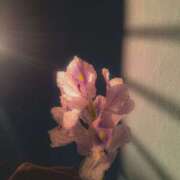 ヒメ日記 2026/02/01 01:01 投稿 まつり 熟女の風俗最終章 本厚木店