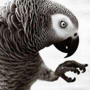 ヒメ日記 2026/02/06 01:21 投稿 まつり 熟女の風俗最終章 本厚木店