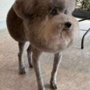 ヒメ日記 2026/02/07 12:22 投稿 まつり 熟女の風俗最終章 本厚木店