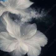 ヒメ日記 2026/02/09 18:43 投稿 まつり 熟女の風俗最終章 本厚木店