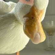 ヒメ日記 2026/02/09 20:31 投稿 まつり 熟女の風俗最終章 本厚木店