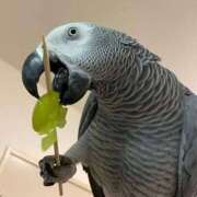 ヒメ日記 2026/03/06 15:22 投稿 まつり 熟女の風俗最終章 本厚木店