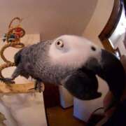 ヒメ日記 2026/03/07 20:02 投稿 まつり 熟女の風俗最終章 本厚木店