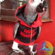 ヒメ日記 2026/03/10 20:21 投稿 まつり 熟女の風俗最終章 本厚木店