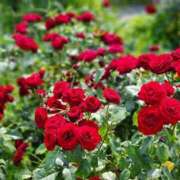 ヒメ日記 2025/03/01 11:04 投稿 一音-hitone- 未熟な若奥