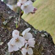 ヒメ日記 2025/04/01 10:43 投稿 一音-hitone- 未熟な若奥