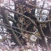 ヒメ日記 2025/04/11 13:56 投稿 宮西ちさ(みやにしちさ) 五十路マダムエクスプレス厚木店(カサブランカグループ)