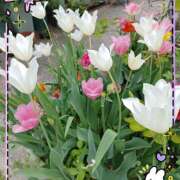 ヒメ日記 2025/04/26 11:46 投稿 宮西ちさ(みやにしちさ) 五十路マダムエクスプレス厚木店(カサブランカグループ)