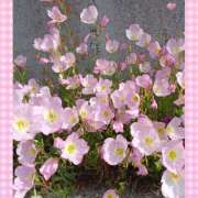 ヒメ日記 2025/05/02 12:18 投稿 宮西ちさ(みやにしちさ) 五十路マダムエクスプレス厚木店(カサブランカグループ)