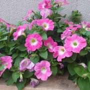 ヒメ日記 2025/05/19 18:16 投稿 宮西ちさ(みやにしちさ) 五十路マダムエクスプレス厚木店(カサブランカグループ)