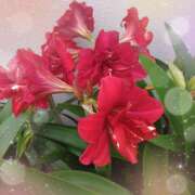 ヒメ日記 2025/05/20 13:22 投稿 宮西ちさ(みやにしちさ) 五十路マダムエクスプレス厚木店(カサブランカグループ)