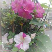 ヒメ日記 2025/05/29 20:56 投稿 宮西ちさ(みやにしちさ) 五十路マダムエクスプレス厚木店(カサブランカグループ)