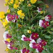 ヒメ日記 2025/05/30 18:48 投稿 宮西ちさ(みやにしちさ) 五十路マダムエクスプレス厚木店(カサブランカグループ)