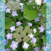 ヒメ日記 2025/06/04 15:26 投稿 宮西ちさ(みやにしちさ) 五十路マダムエクスプレス厚木店(カサブランカグループ)