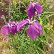 ヒメ日記 2025/06/11 16:00 投稿 宮西ちさ(みやにしちさ) 五十路マダムエクスプレス厚木店(カサブランカグループ)